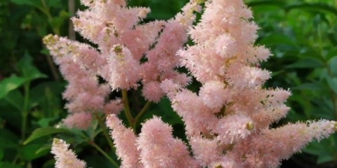 Astilba sestra teresa (siste teresa): fotografija i opis, recenzije